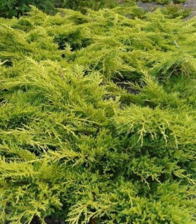 Juniperus × pfitzeriana 'Gold Star'